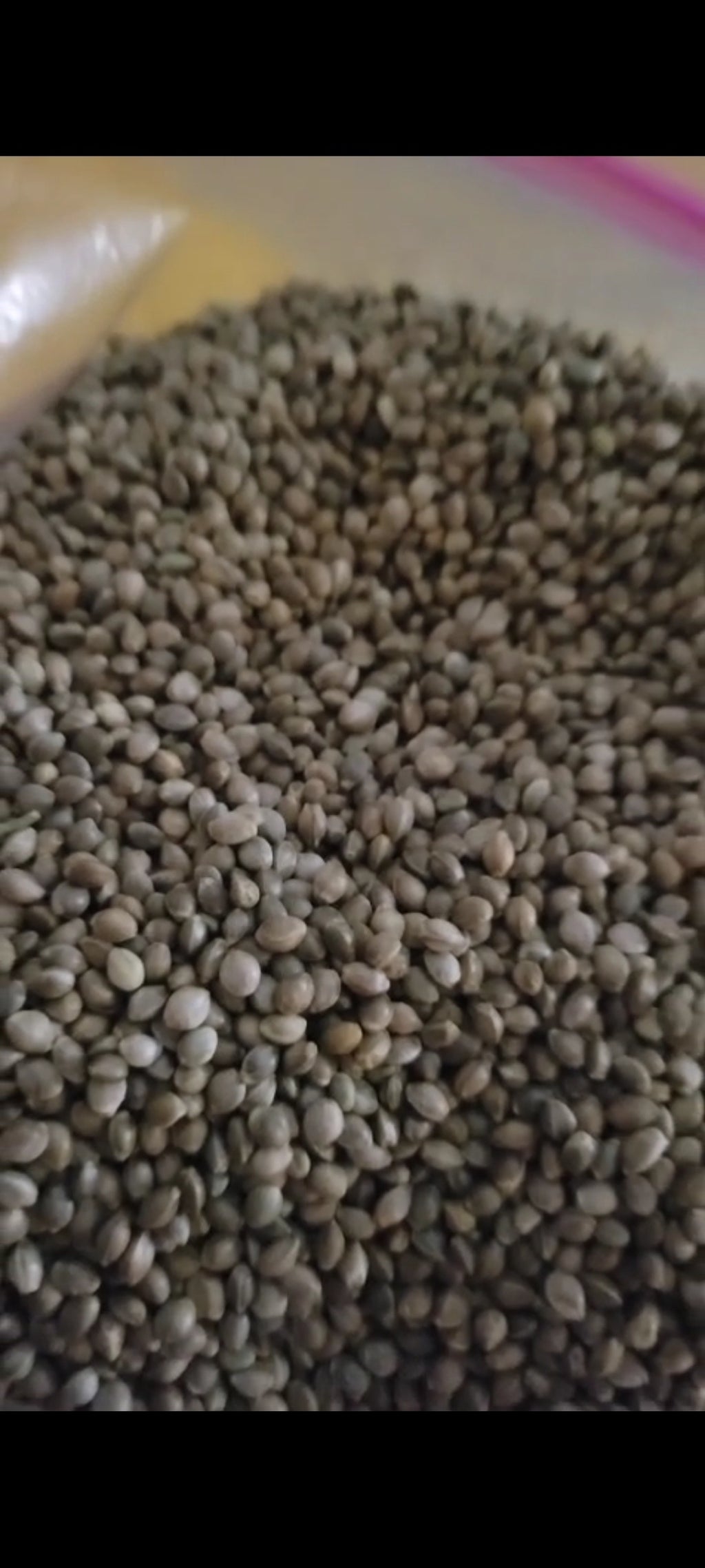Sour Diesel Bulk THCa Hemp Seeds