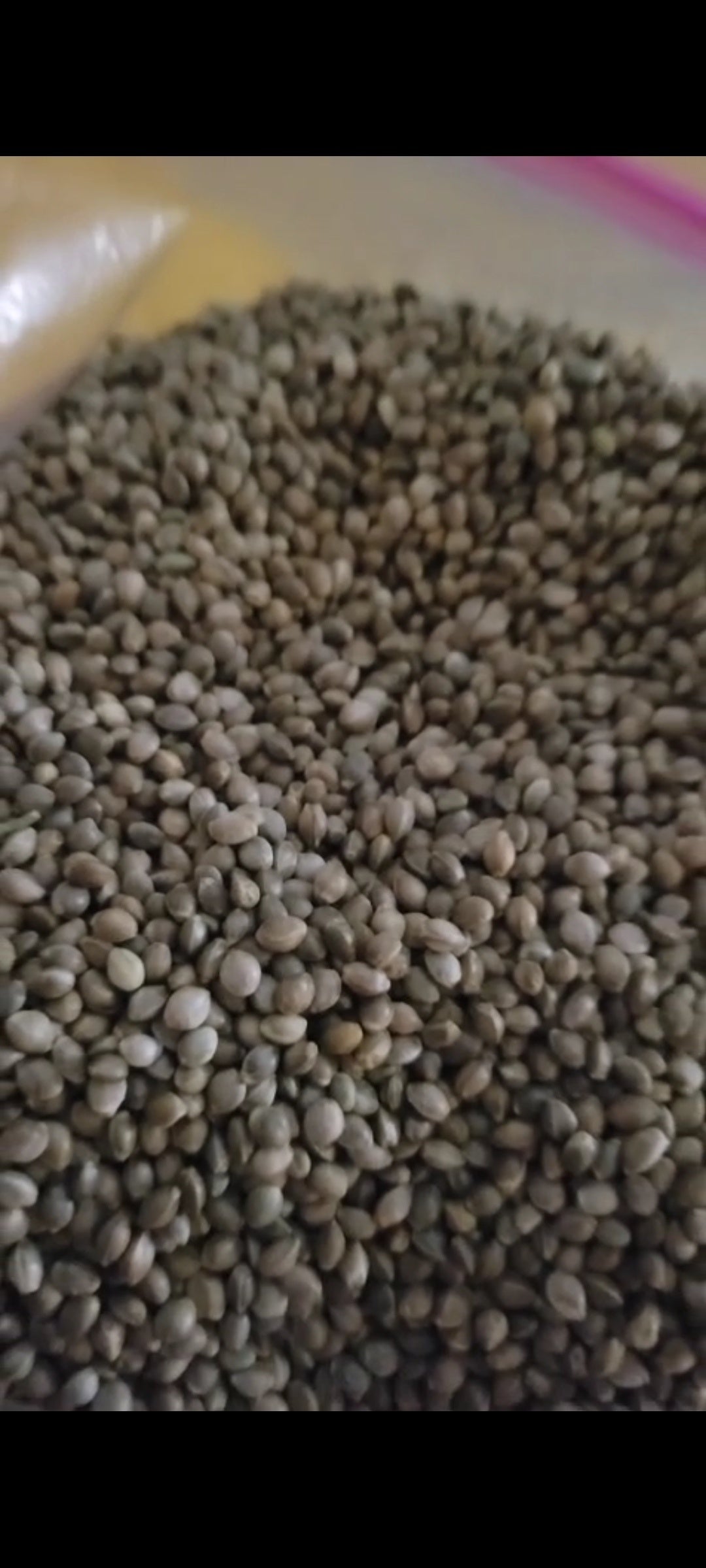 Sour Diesel Bulk THCa Hemp Seeds