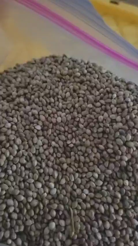 Sour Diesel Bulk THCa Hemp Seeds